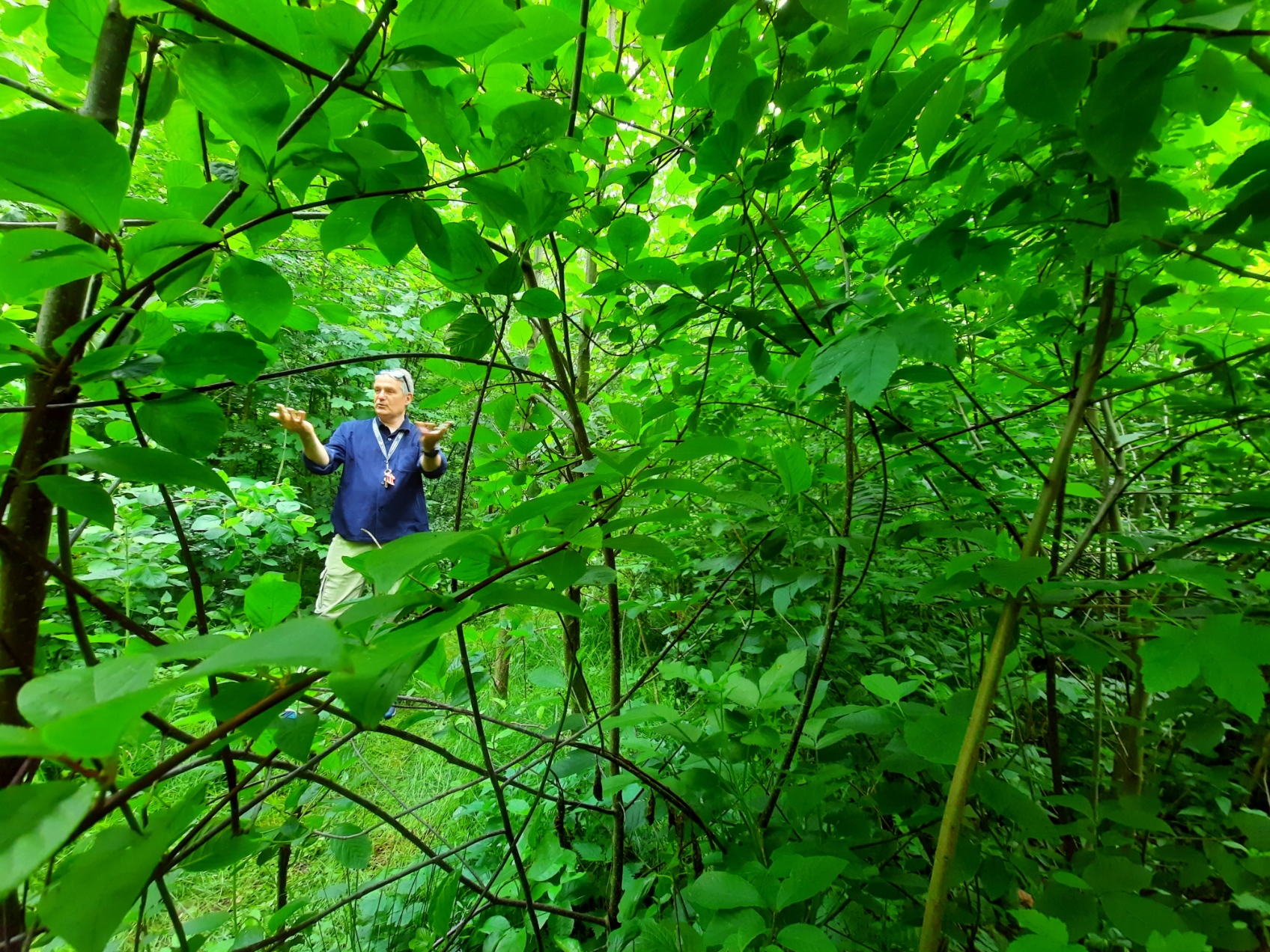 Micro-forêts : pour plus de nature en ville